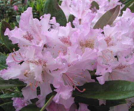 Rhododendron Smirnowii-Ryhm 'Pohjolan Tytr'
